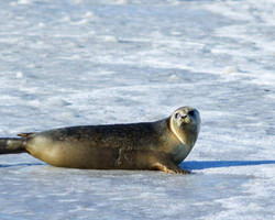 寝転ぶアザラシ